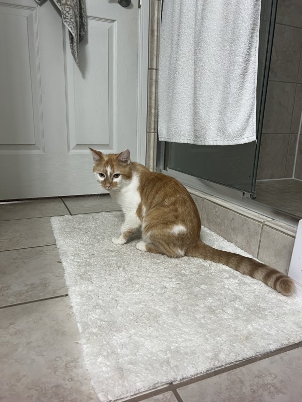 Found Cat in Mentor, OH