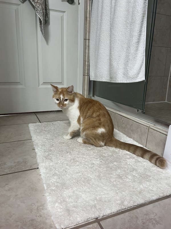 Found cat in Mentor, OH