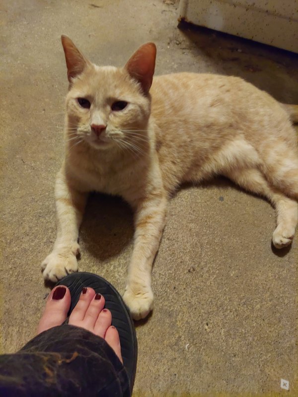 Found Cat in Euclid, OH