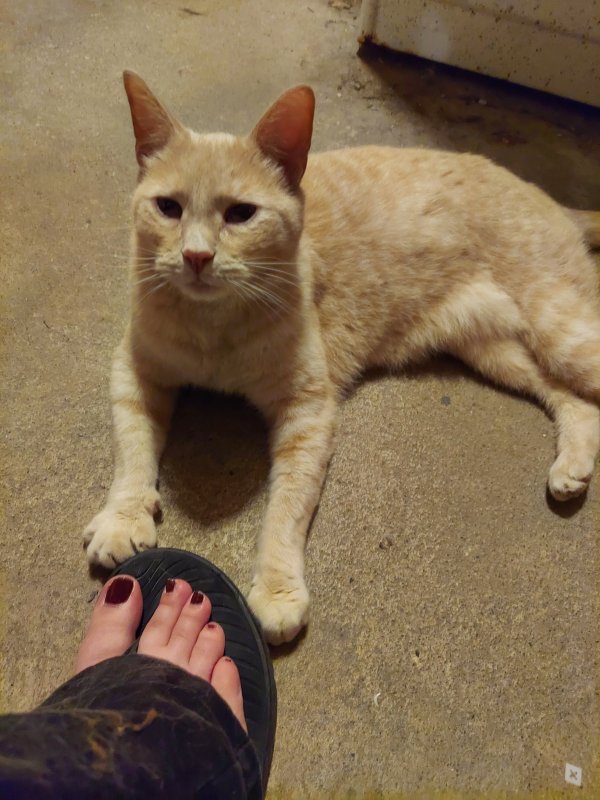 Found cat in Euclid, OH