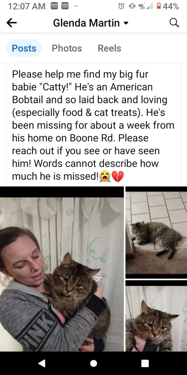 Lost American Bobtail in Carrollton, KY