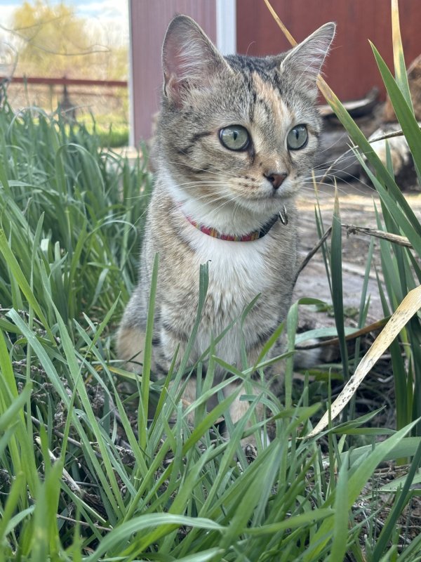 Lost Cat in Hagerman, ID