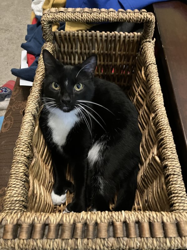 Lost American Shorthair in Derby, KS