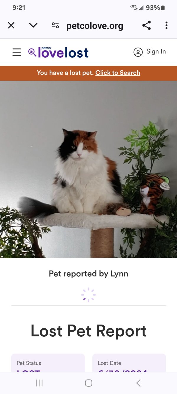 Lost Domestic Long Hair in Ohio
