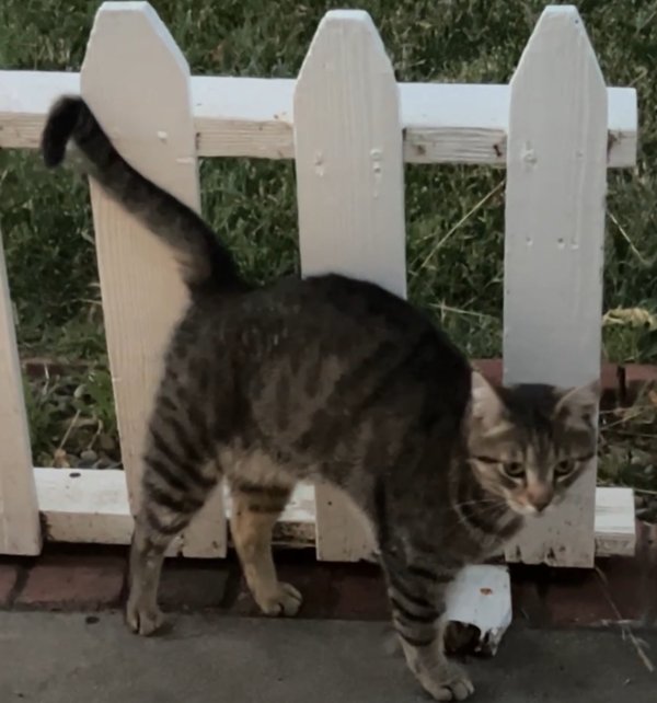 Found American Shorthair 