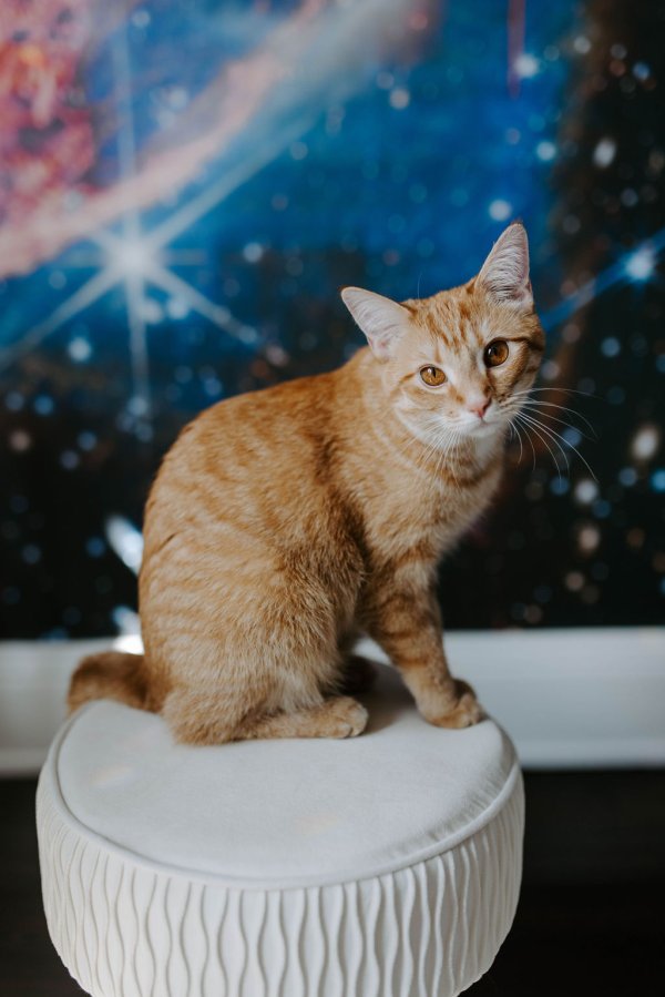 Safe American Shorthair in Cincinnati, OH