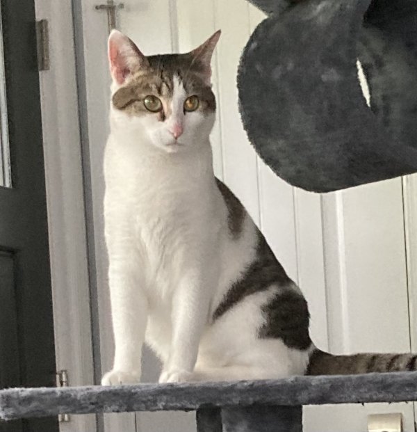 Lost American Shorthair in Ellicott City, MD