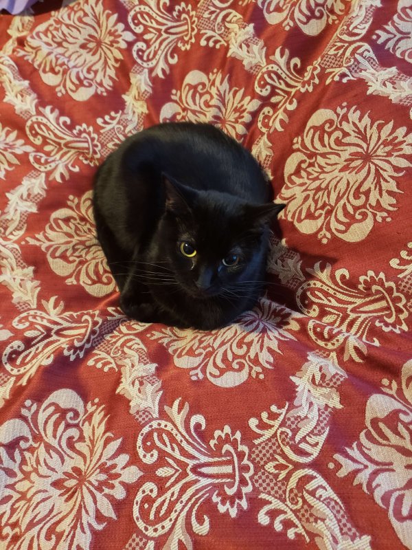 Lost Domestic Short Hair in Plano, TX