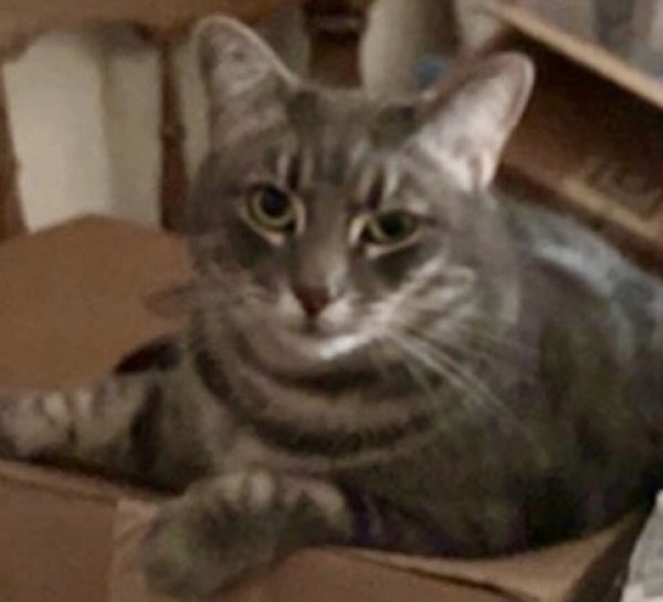 Lost American Shorthair in Houston, TX