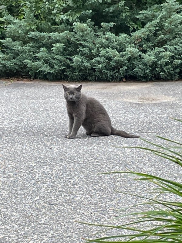 Found Cat in Andover, MA