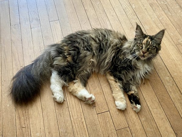 Lost Maine Coon in Connecticut