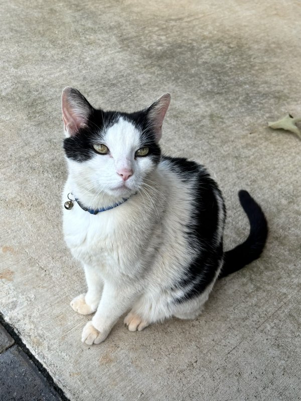 Lost American Shorthair in New Hope, AL