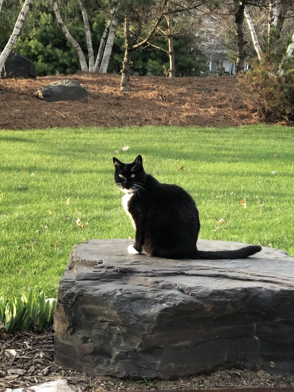 Lost American Shorthair in Afton, MN