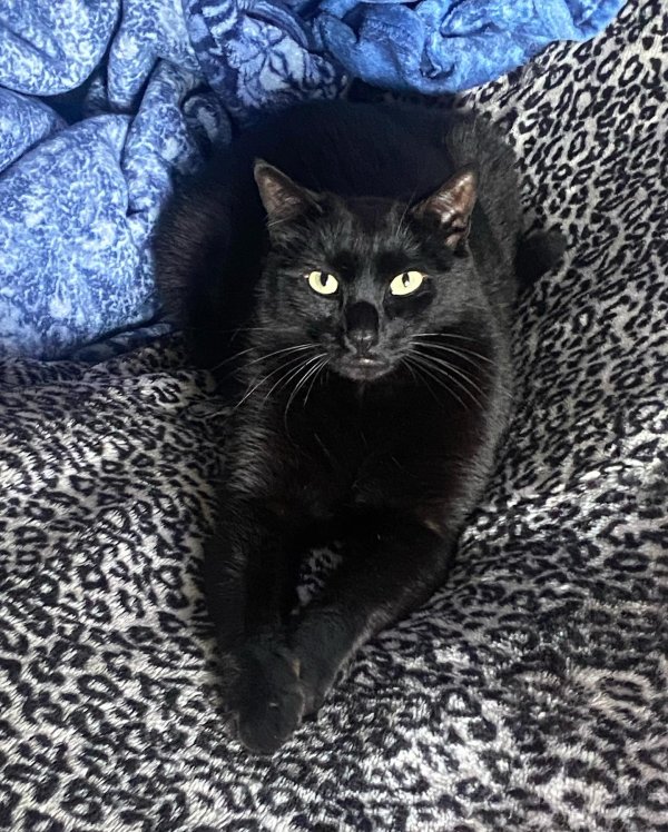 Lost Domestic Short Hair in Fallbrook, CA