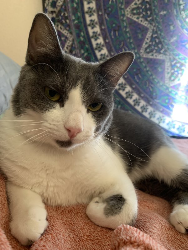 Lost American Shorthair in Cedar Park, TX