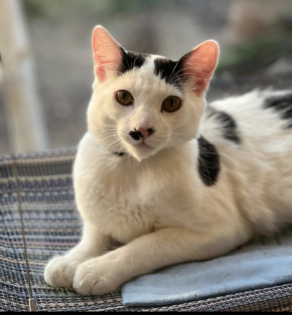 Lost Turkish Van in Santa Monica, CA