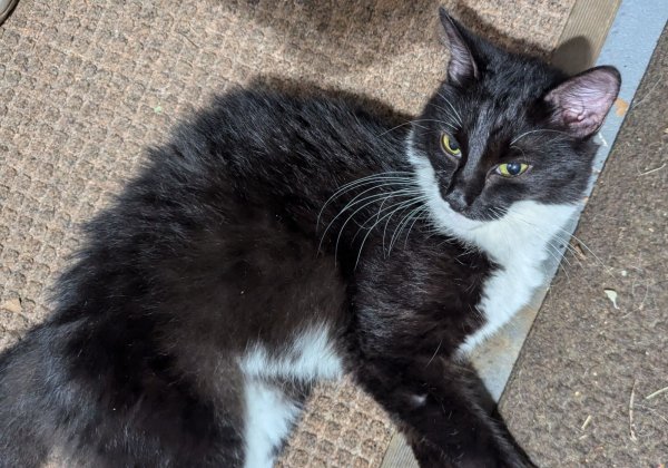 Found Domestic Long Hair in New Haven, CT