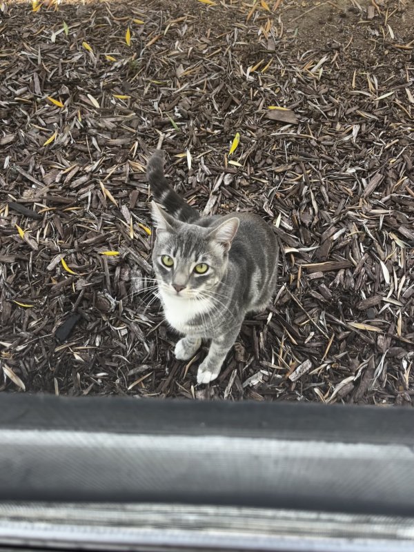 Lost Domestic Short Hair in San Jose, CA