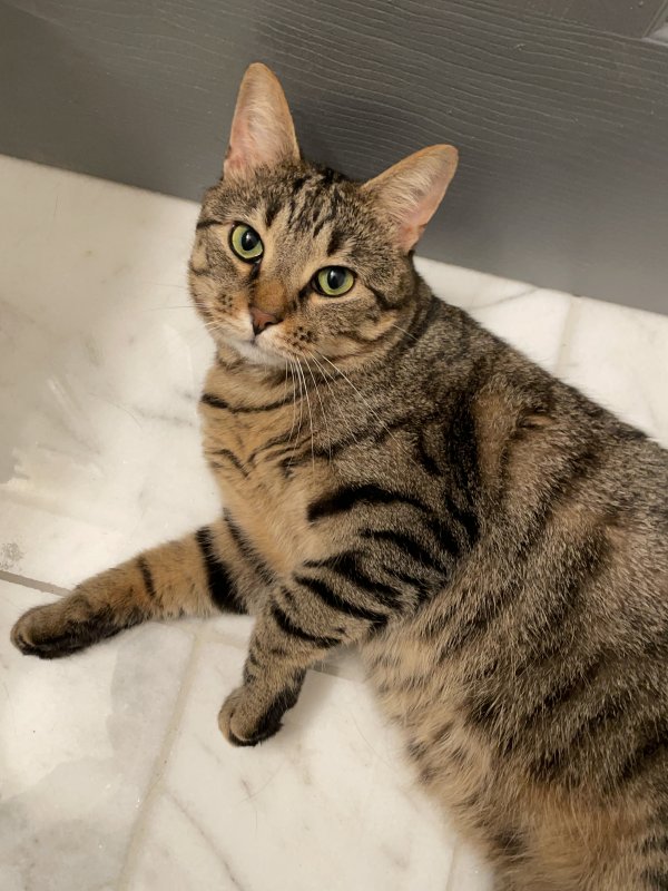 Lost American Shorthair in Knoxville, TN