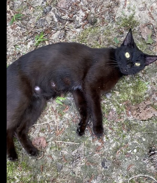 Safe Cat in Chester, VA