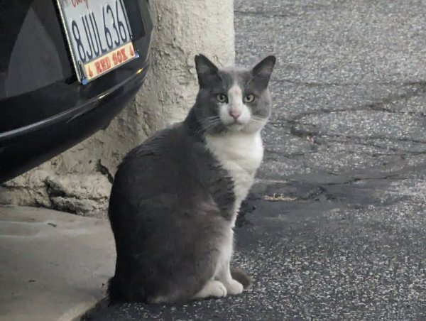 Safe Domestic Short Hair in Torrance, CA