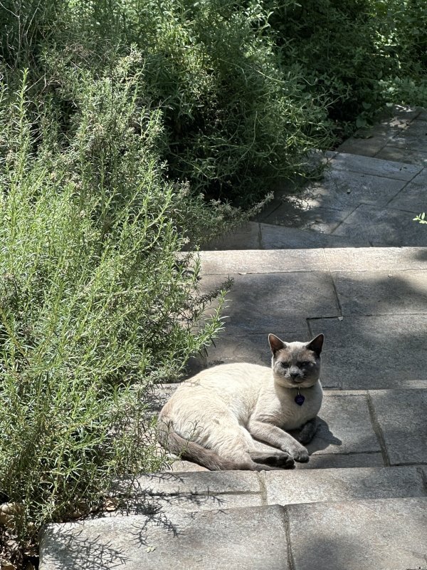 Lost Siamese in Menlo Park, CA