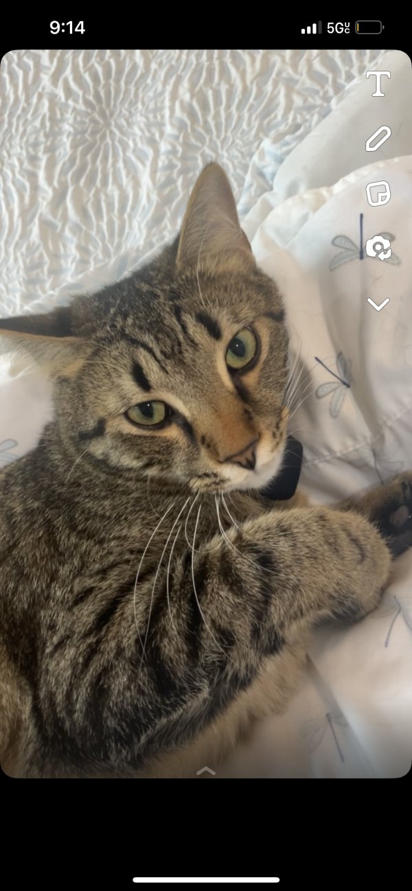 Lost Cat in Atlanta, GA