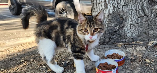 Found Cat in Fair Oaks, CA