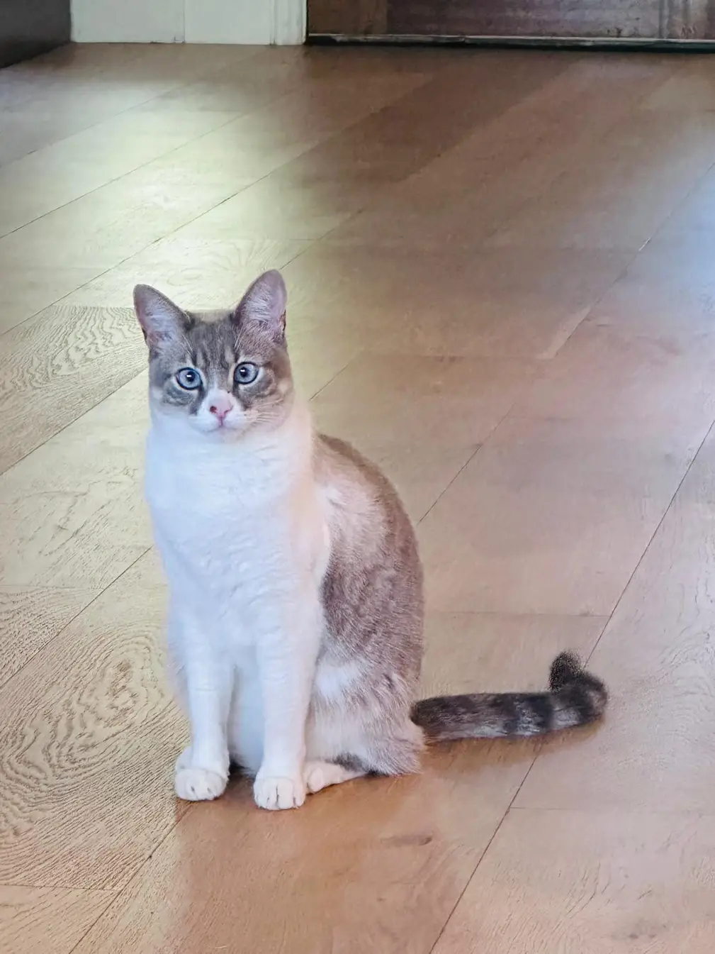 Lost Siamese in Allen, TX