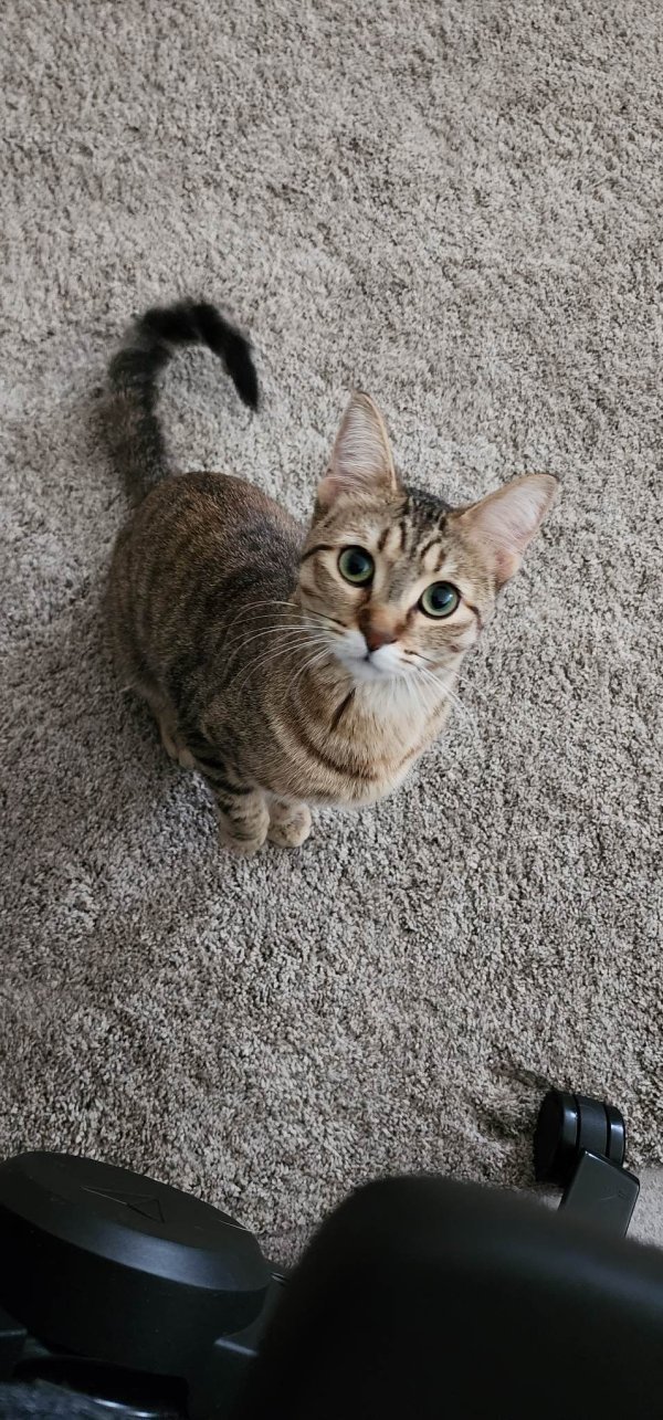 Lost Domestic Short Hair in Montgomery, IL