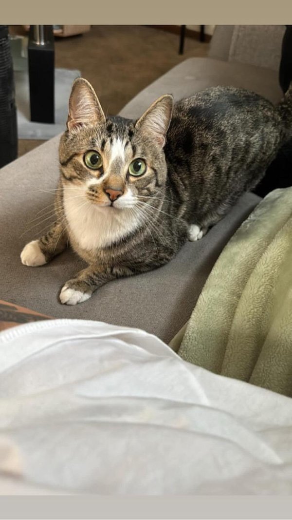 Lost Domestic Short Hair in Illinois