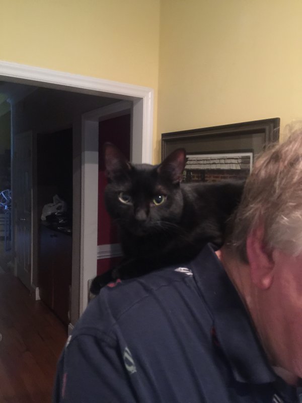 Lost Domestic Short Hair in Ash, NC