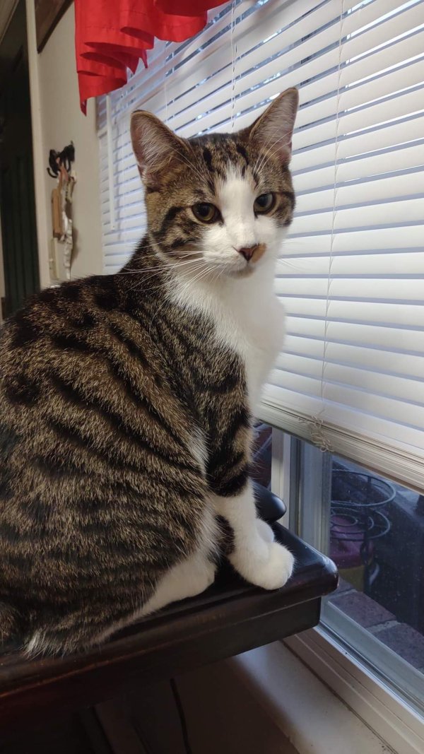 Lost American Shorthair in Franklin, OH