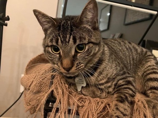 Lost Domestic Short Hair in Oviedo, FL