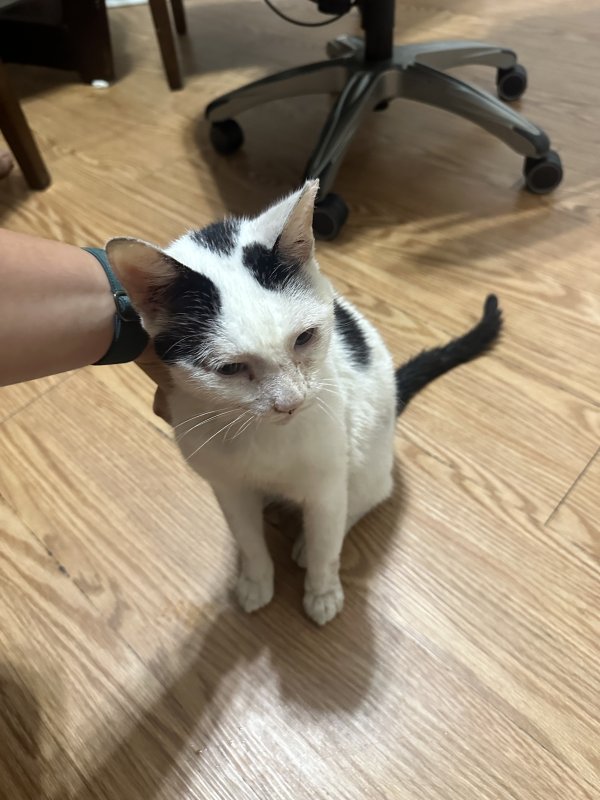 Found Cat in Riverview, FL