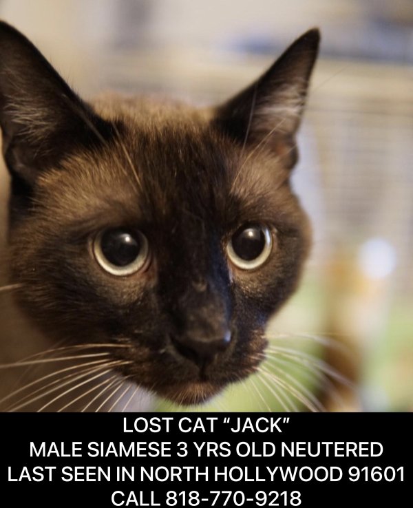 Lost Siamese in North Hollywood, CA