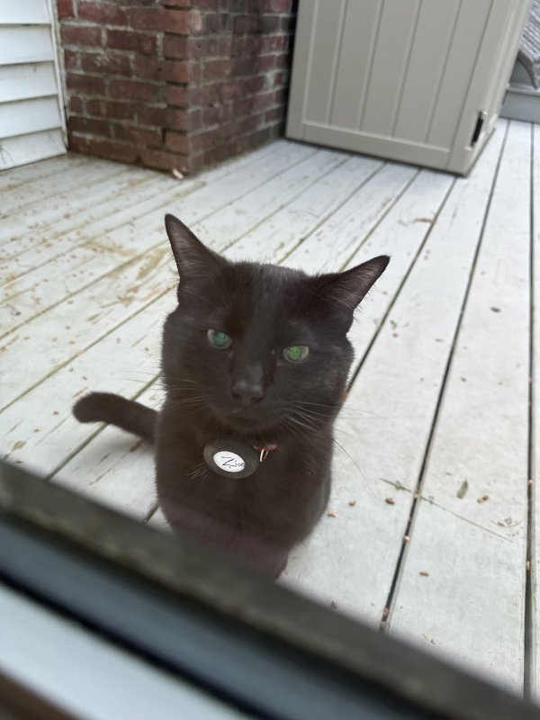 Found Cat in Andover, MA