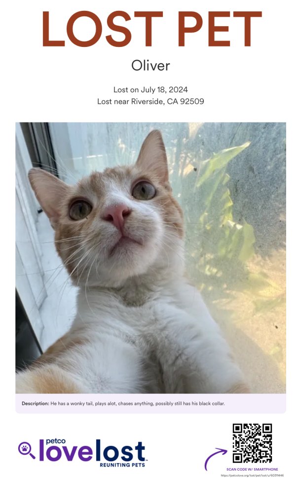 Stolen American Shorthair in Riverside, CA