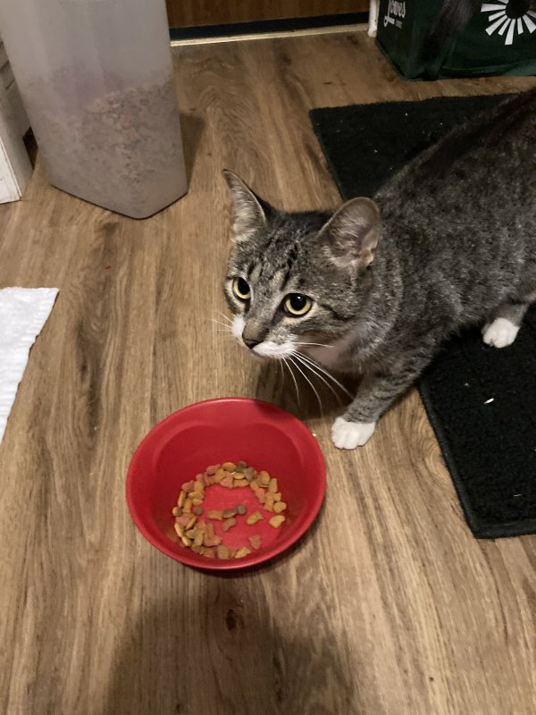 Found Cat in Franklinton, NC