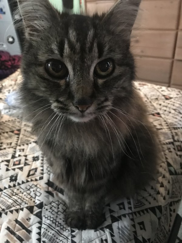 Lost Domestic Long Hair in Marysville, WA