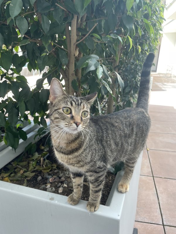 Lost Cat in Granada Hills, CA