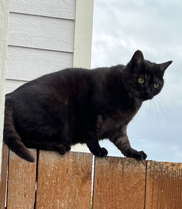 Lost European Shorthair in Renton, WA