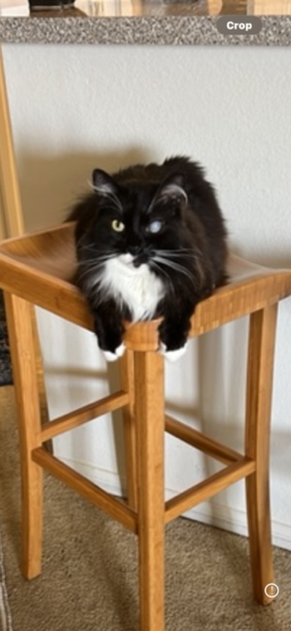 Lost Cat in Encinitas, CA