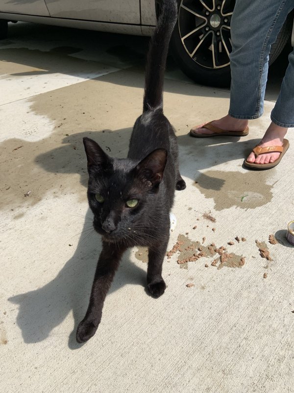 Found Cat in Hiram, OH