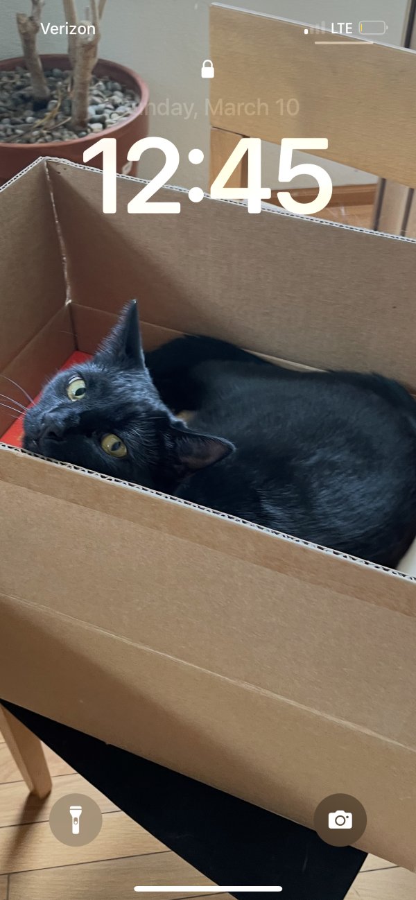 Lost Domestic Short Hair in Lafayette, CO