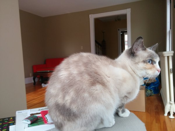 Lost Siamese in Winchester, MA