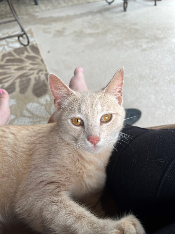 Lost Domestic Short Hair in Fort Worth, TX