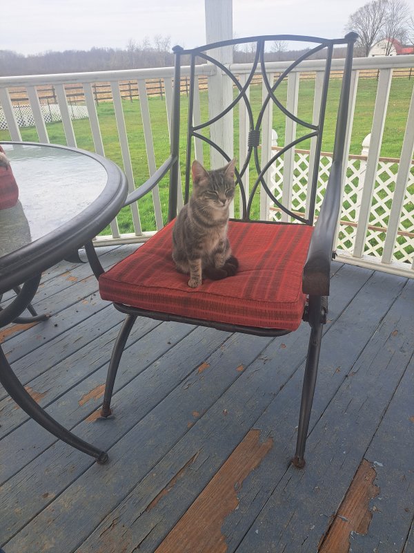 Lost Cat in Pierpont, OH