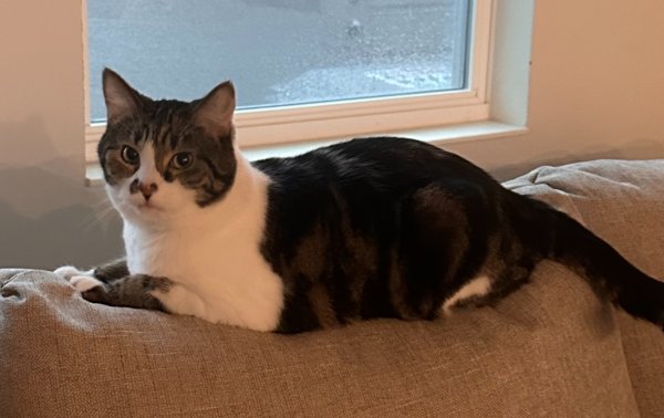 Safe Domestic Short Hair in Apopka, FL