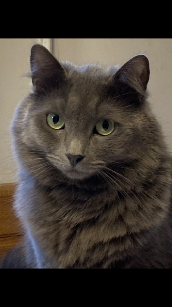 Lost Russian Blue in West Hartford, CT